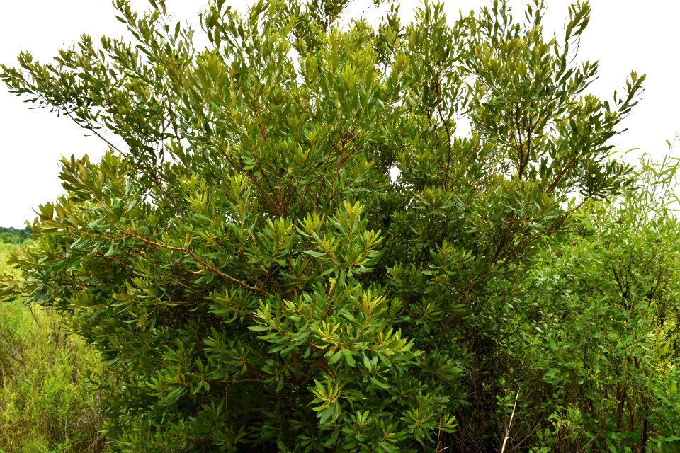 plant wax myrtle jack smith creek wetlands ncwetlands AM