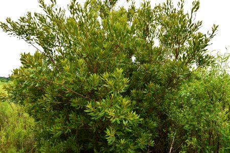 plant wax myrtle jack smith creek wetlands ncwetlands AM