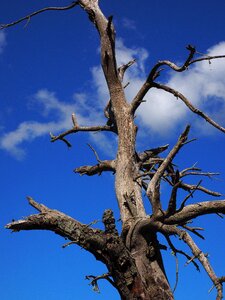 Dead log dead tree photo