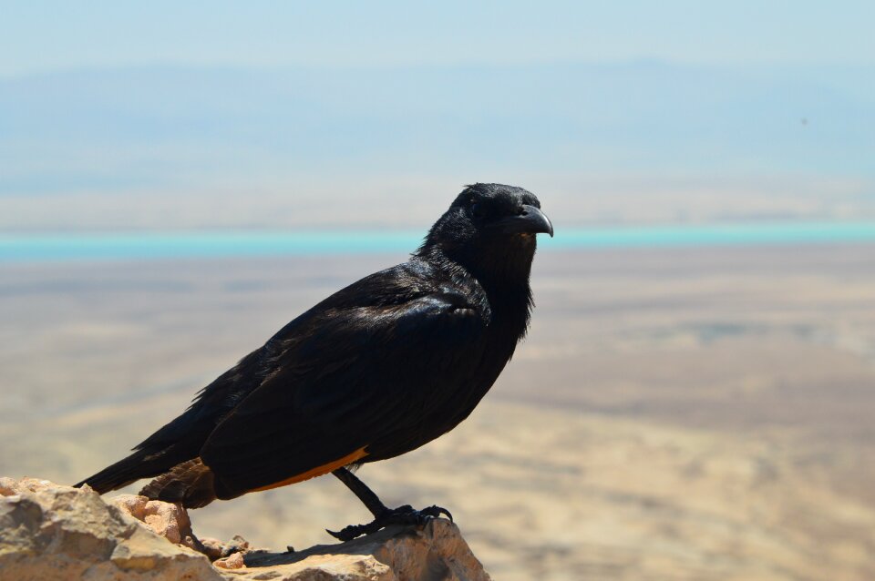 Dead sea israel masada