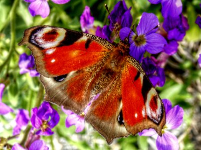 Schmetterling photo