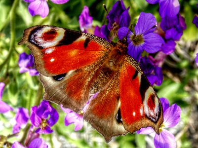 Schmetterling