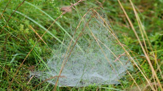 Linyphiidae web 1