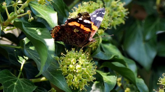 Vanessa atalanta 2