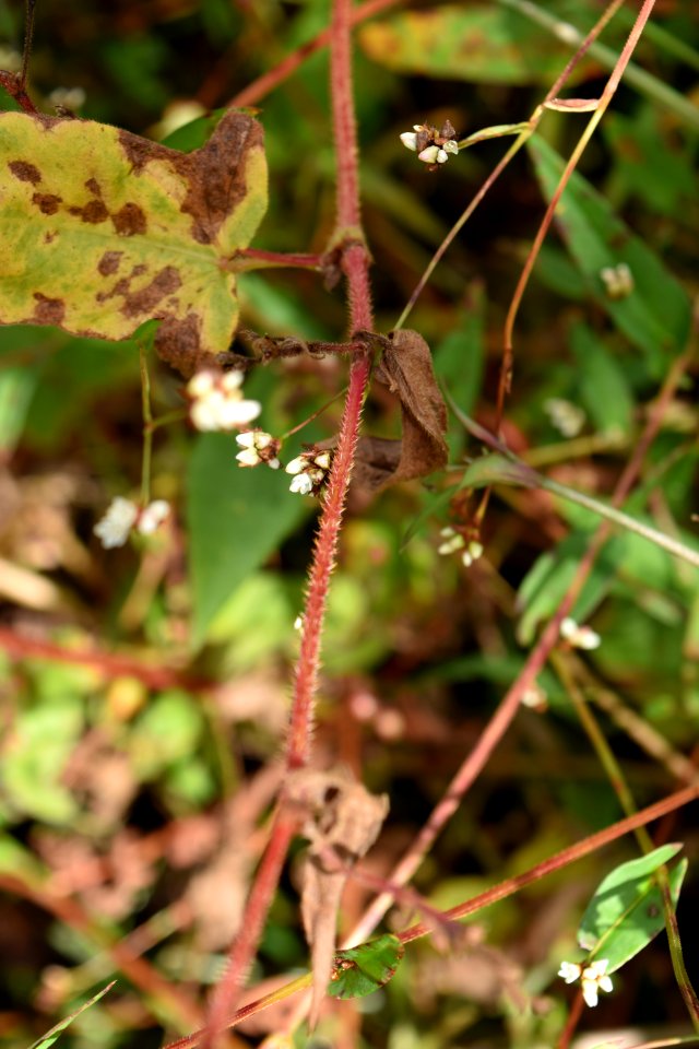 plant polygonum Brinkleyville Gameland ncwetlands AMM (9)