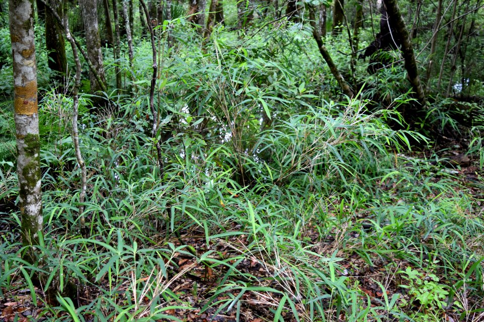 plant canegrass latham-whitehurst nature park ncwetlands am