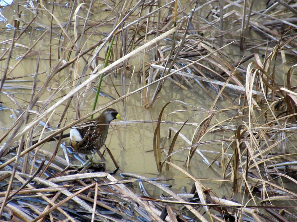 Sora @ Alviso Slough