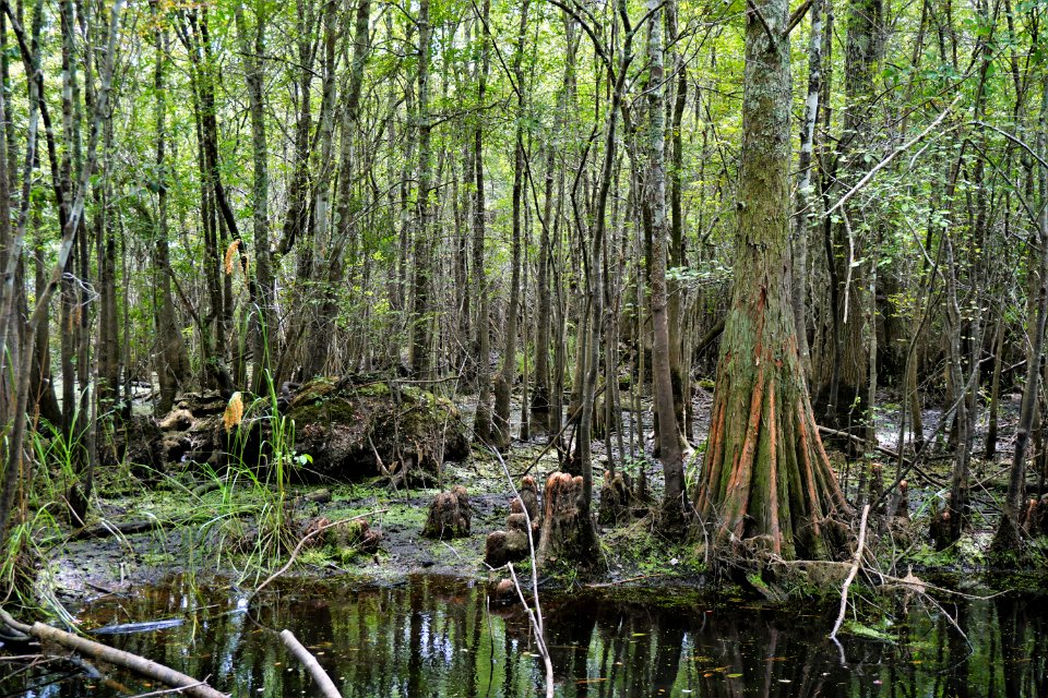 scene Columbus County Game Land ncwetlands KG (6)