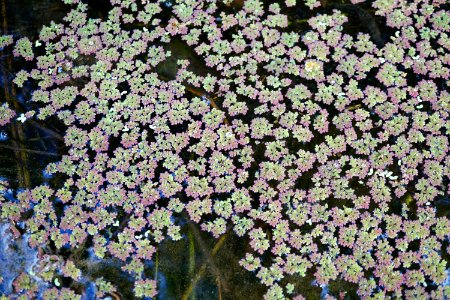 azolla Sandy Creek Park KG (12)