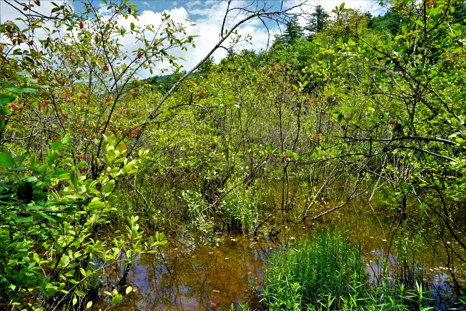 scene Delany Bog ncwetlands KG (18)