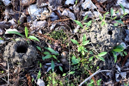invertebrate crayfish mound beech st greenway ncwetlands AM (12)