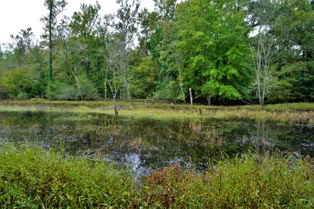 Horseshoe Farm Nature Preserve ncwetlands KG (9)