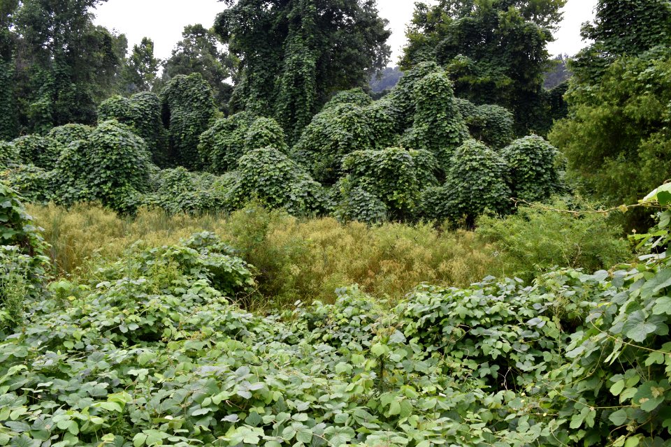 scene wetland surrounded by kudzu purple martin greenway ncwetlands AM (3)