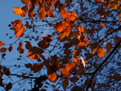 Autumn coloring blood plum
