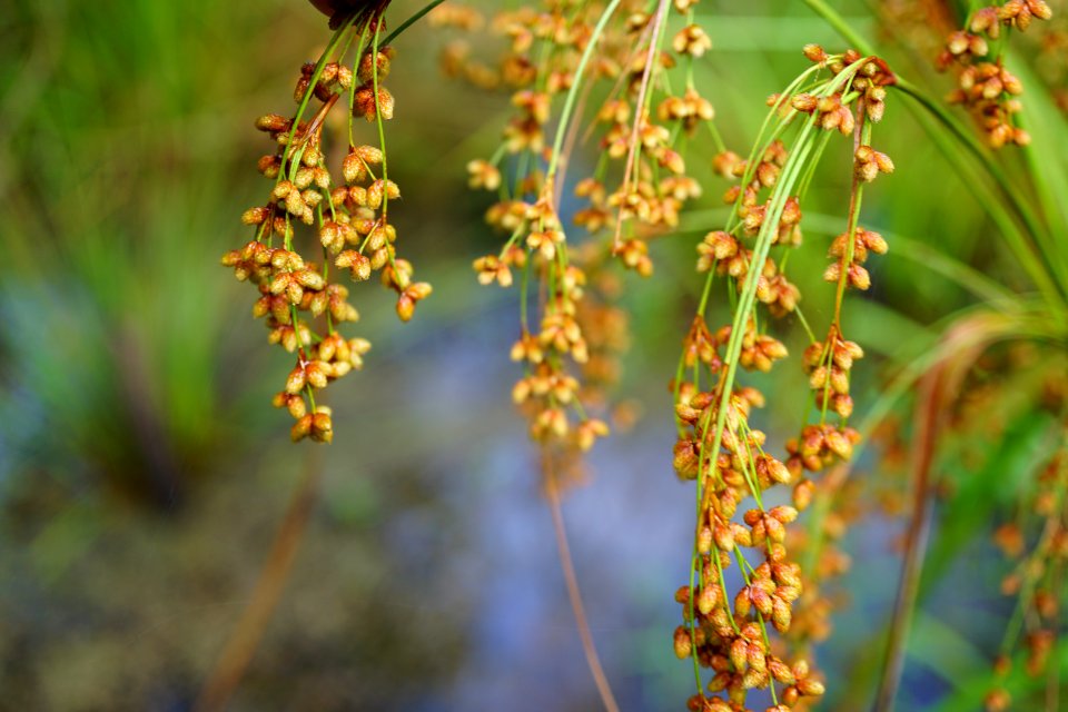 scirpus cyperinus Sandy Creek Park KG (2)