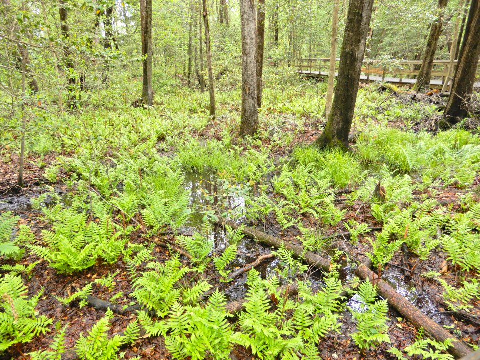scene Lake Rim Park ncwetlands KG (12)