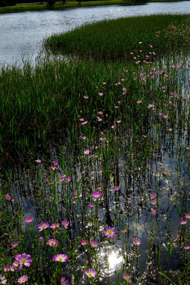 scene Howell Woods KG (307)