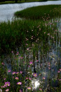scene Howell Woods KG (307)