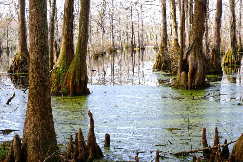scene Merchants Millpond SP ncwetlands KG (19)