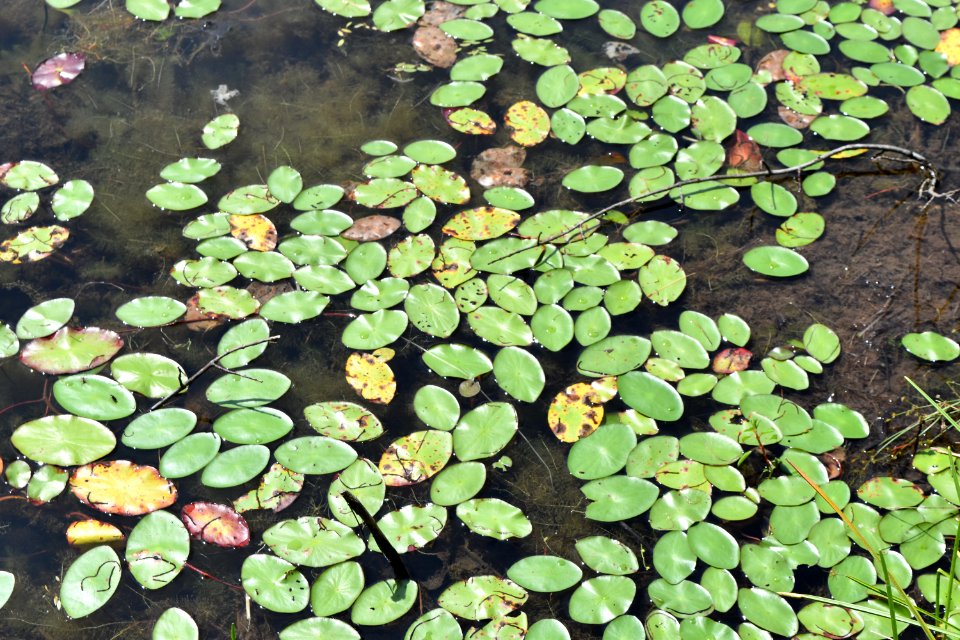 plant water shield Kanuga Bog ncwetlands AM (2)