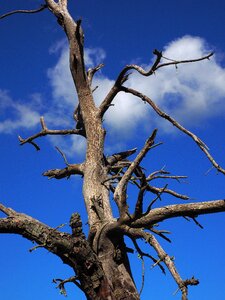 Wood dead log photo