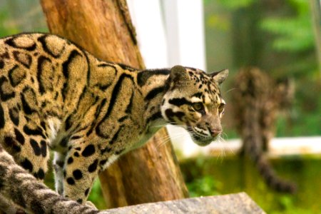 Clouded Leopard