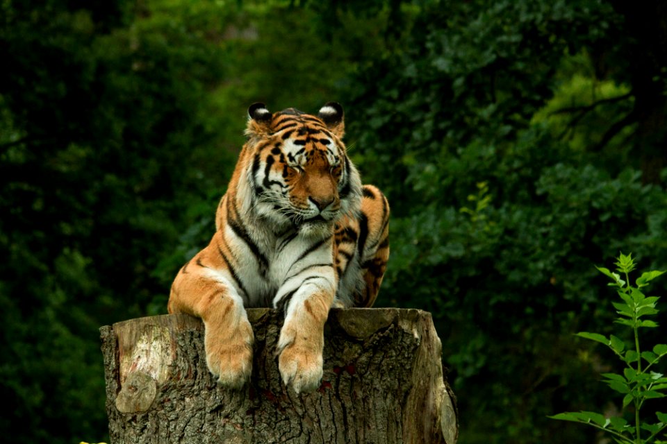 Siberian Tiger at Knuthenborg Safaripark photo