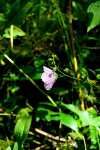 plant marsh mallow Hibiscus Haywood Landing ncwetlands KG (2)