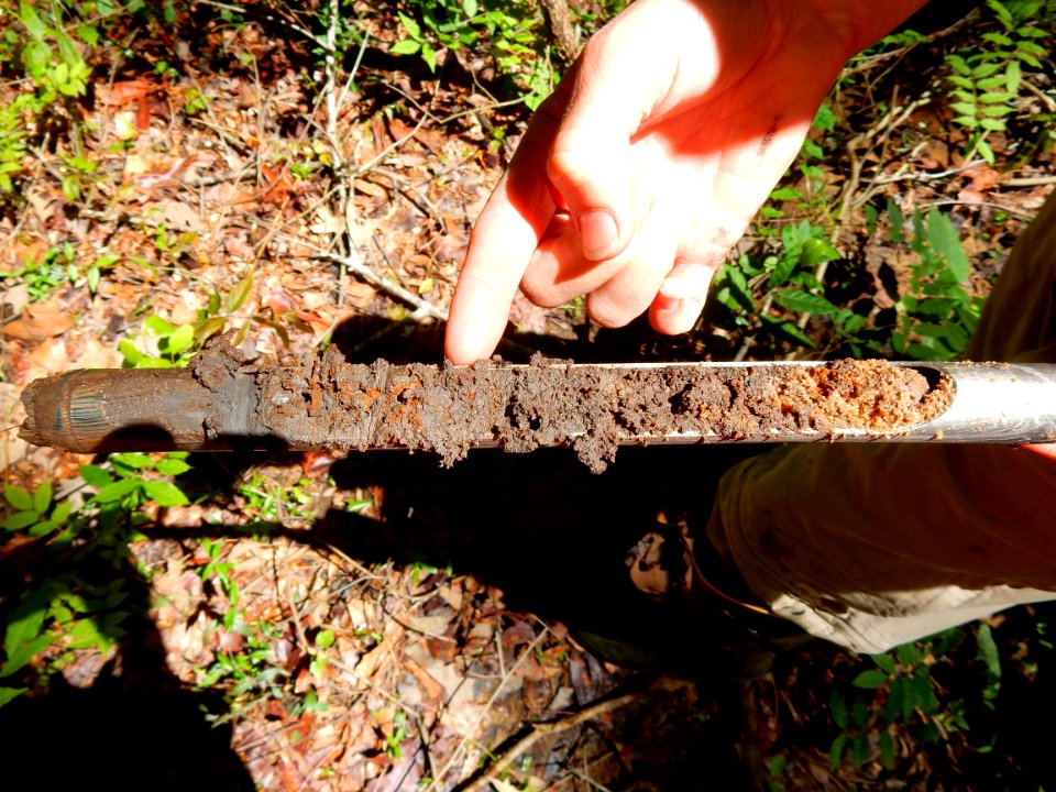 soil wetland Clark Park +Cape Fear River Trail ncwetlands KG