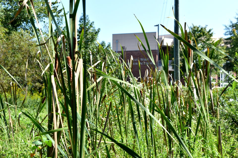 plant typha Gill St Park area ncwetlands AM (13)
