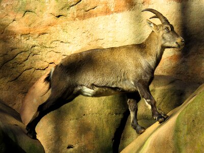 Horns alpine alpine ibex photo