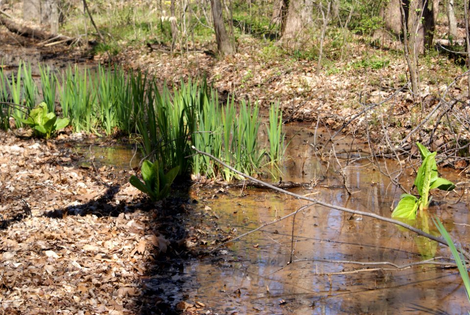 scene Bog Garden Mar 2017 Amanda Mueller (6)