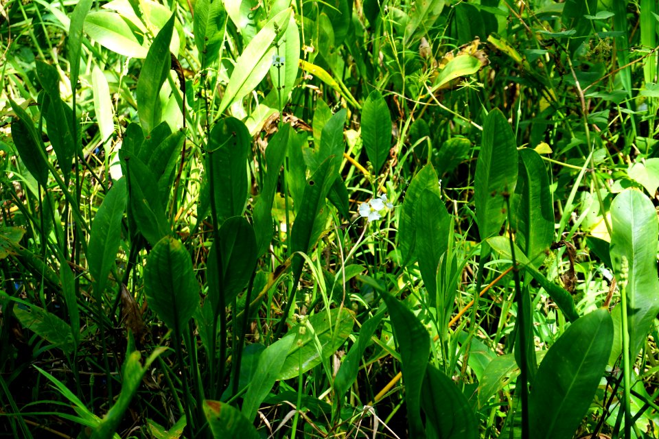 plant Sagittaria duck potato Haywood Landing ncwetlands KG (3)