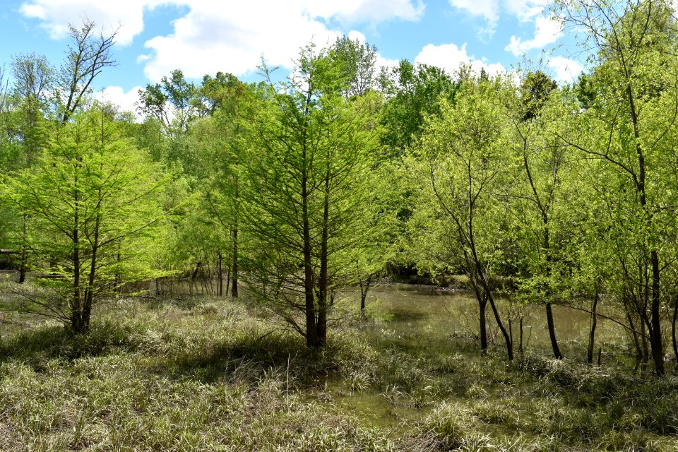 scene Bob Wallace Jaycee Park ncwetlands AM (10)