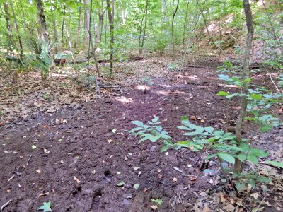 scene dry stream Bog Garden Kristie Gianopulos (1) photo