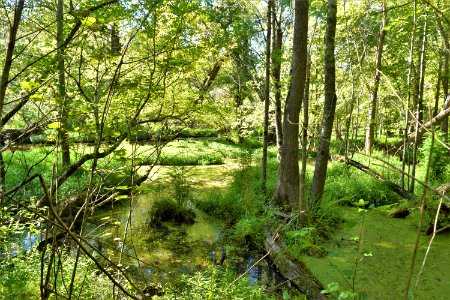 scene Bicycle post mountain bike trails ncwetlands AM (52)