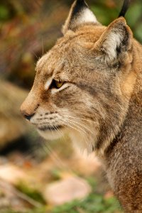 Lynx at Orsa Björnpark