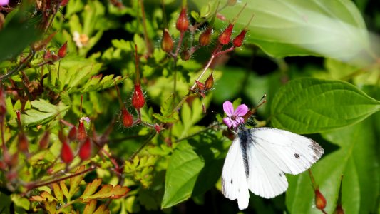 Pieris brassicae - Kohlweißling photo