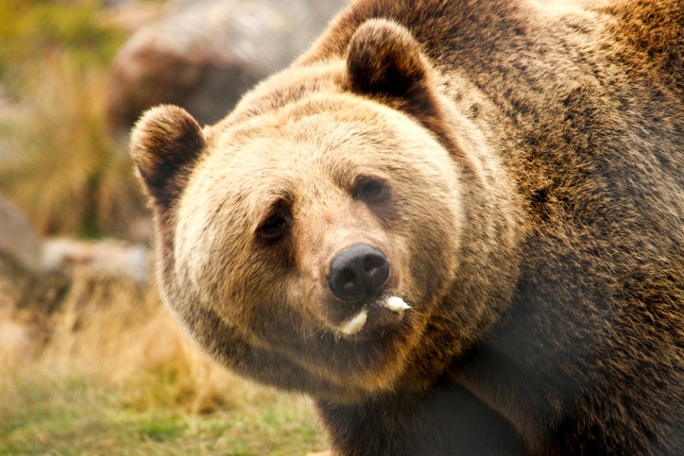 Bear at Orsa Björnpark