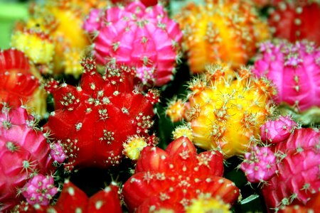 Bright plants tropical plants