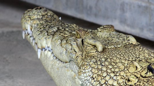 Krokodil