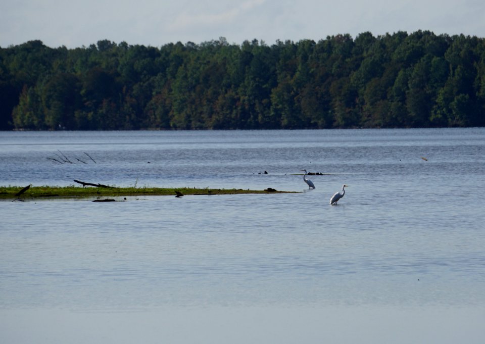 bird great egret Buckhorn Reservoir ncwetlands KG (1)