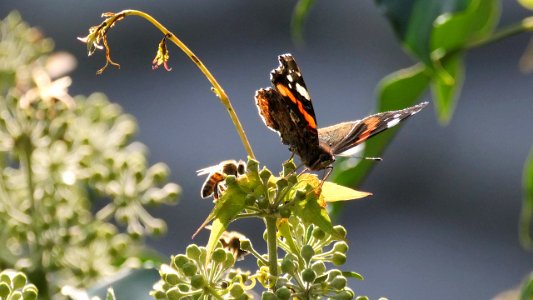 Vanessa atalanta 6