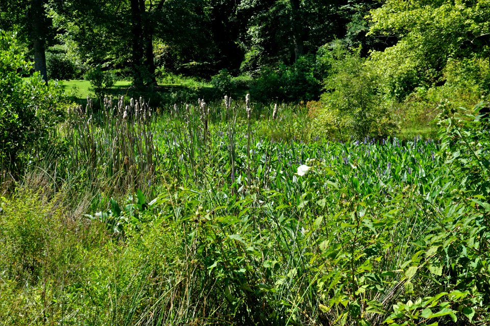 Courtland Park constructed wetland ncwetlands KG (2)