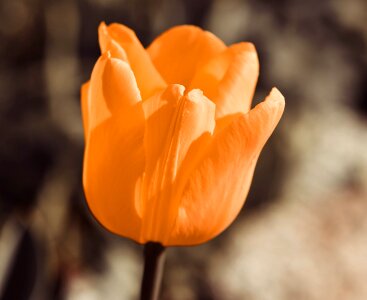 Bloom orange schnittblume photo