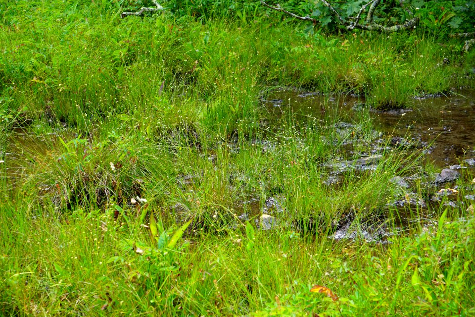 scene at fen Bluff Mountain Preserve ncwetlands KG (1)