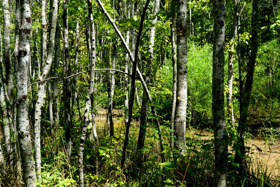 scene red maple swamp Mason Farms KG (6)