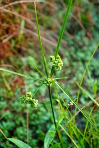 cyperus pseudovegetus Sandy Creek Park KG (10)