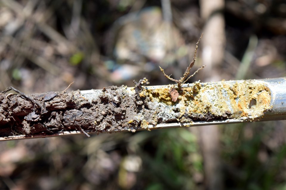 soil Bob Wallace Jaycee Park ncwetlands AM (12)