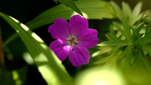 Storchenschnabel - Geranium sp. 2